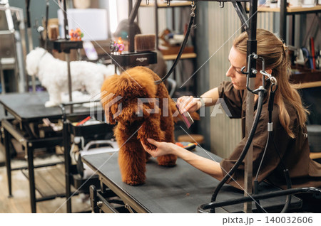 Grooming session with a brown poodle being attended by a female groomer in a pet salon, with another dog visible on a nearby grooming table Grooming session with a brown poodle being attended by a female groomer in a pet salon, with another dog visible on a nearby grooming table 140032606