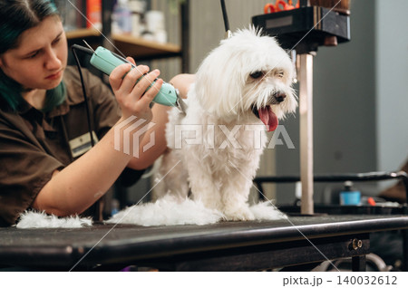 Grooming session with a small white dog on a table, a groomer using clippers, surrounded by grooming tools and products in a pet salon setting 140032612