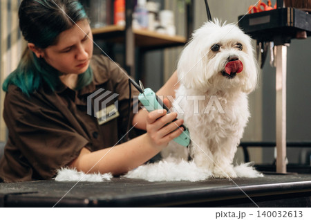 Grooming session with a small white dog being trimmed by a groomer in a pet salon, surrounded by grooming tools and supplies on shelves in the background Grooming session with a small white dog being trimmed by a groomer in a pet salon, surrounded by grooming tools and supplies on shelves in the background 140032613