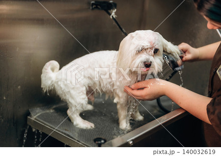 Small white dog being groomed with water spray in a professional grooming salon, with a groomer holding the dog and equipment visible in the background Small white dog being groomed with water spray in a professional grooming salon, with a groomer holding the dog and equipment visible in the background 140032619