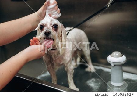 Small dog being groomed with shampoo by a person in a pet grooming salon, water and grooming tools visible in the stainless steel wash area Small dog being groomed with shampoo by a person in a pet grooming salon, water and grooming tools visible in the stainless steel wash area 140032627