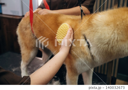 Dog grooming session with a person brushing a golden-furred dog using a grooming tool in a pet salon setting with wooden walls and grooming equipment visible 140032673