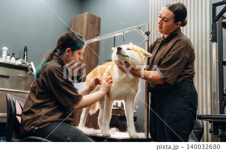 Two women grooming a fluffy Akita dog in a modern pet grooming salon with professional equipment and a clean, organized workspace visible in the background Two women grooming a fluffy Akita dog in a modern pet grooming salon with professional equipment and a clean, organized workspace visible in the background 140032680
