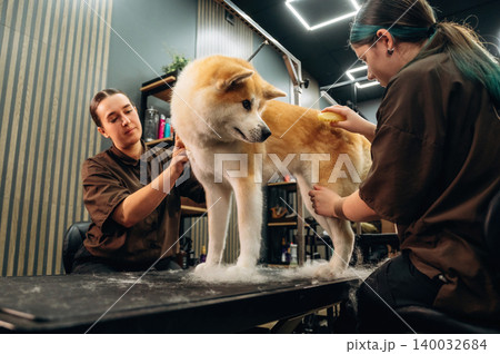 Two female groomers working on a tan and white Akita dog on a grooming table inside a modern pet grooming salon with stylish decor and lighting 140032684