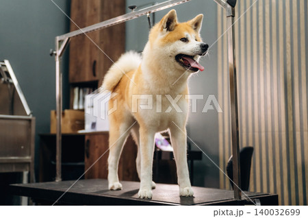 Dog grooming session featuring an Akita breed standing on a grooming table inside a modern pet salon with equipment and tools visible in the background Dog grooming session featuring an Akita breed standing on a grooming table inside a modern pet salon with equipment and tools visible in the background 140032699