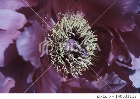 花芯をクローズアップした紫紅色の牡丹 花芯をクローズアップした紫紅色の牡丹 140033118