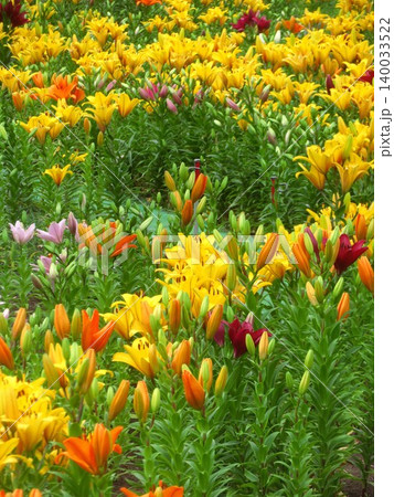 綺麗に咲いた色とりどりの百合の花が咲くしながわ花海道 綺麗に咲いた色とりどりの百合の花が咲くしながわ花海道 140033522