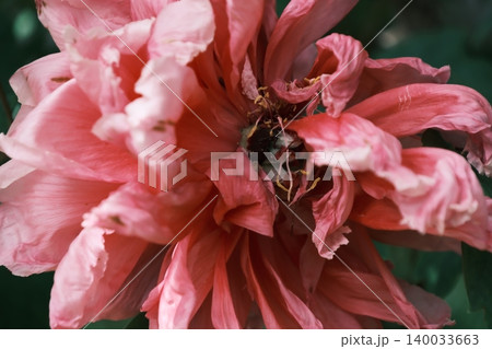 咲き誇る八重咲き牡丹の花芯 咲き誇る八重咲き牡丹の花芯 140033663