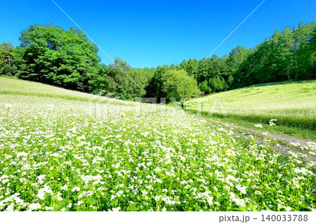 中山高原のそば畑 中山高原のそば畑 140033788
