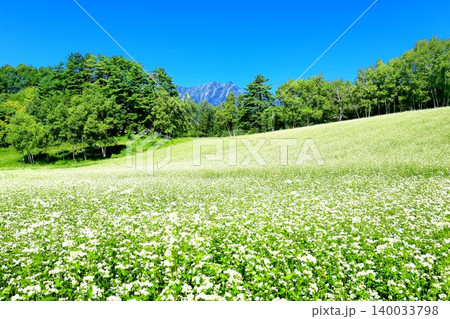 中山高原のそば畑 中山高原のそば畑 140033798