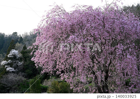 枝垂桜(徳島県吉野川市美郷) 枝垂桜(徳島県吉野川市美郷) 140033925