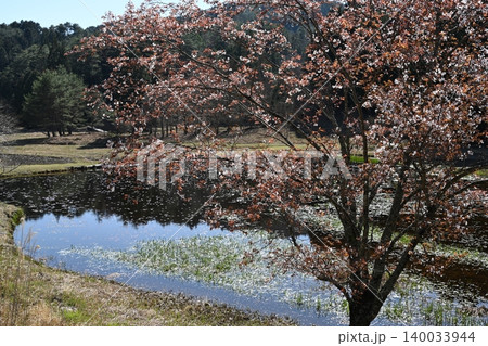 黒沢湿原の山桜5(徳島県三好市池田町漆川 黒沢湿原) 黒沢湿原の山桜5(徳島県三好市池田町漆川 黒沢湿原) 140033944