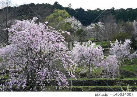桜爛漫9(徳島県名西郡神山町 四季の里 創造の森) 桜爛漫9(徳島県名西郡神山町 四季の里 創造の森) 140034007