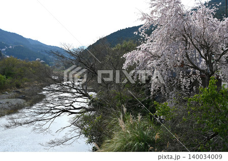 鮎喰川沿いの山桜(徳島県名西郡神山町) 鮎喰川沿いの山桜(徳島県名西郡神山町) 140034009