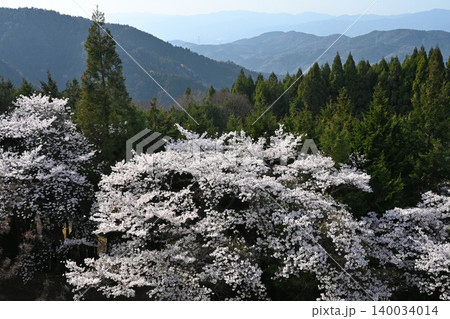 山桜と峰々(徳島県吉野川市美郷) 山桜と峰々(徳島県吉野川市美郷) 140034014