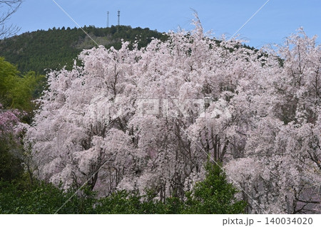 桜爛漫2(徳島県名西郡神山町 四季の里 創造の森) 桜爛漫2(徳島県名西郡神山町 四季の里 創造の森) 140034020