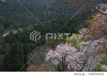 桜爛漫4(徳島県名西郡神山町 四季の里 創造の森) 桜爛漫4(徳島県名西郡神山町 四季の里 創造の森) 140034022