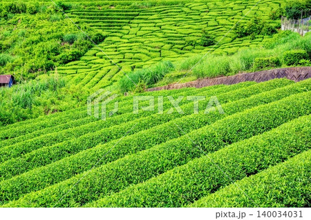 岐阜のマチュピチュ:天空の茶畑 岐阜のマチュピチュ:天空の茶畑 140034031