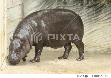 三大珍獣 歩くコビトカバの全身姿 三大珍獣 歩くコビトカバの全身姿 140034048