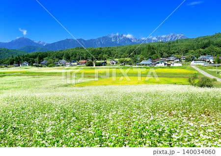 新行高原のそば畑 新行高原のそば畑 140034060