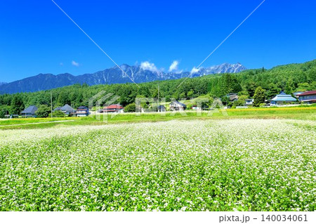 新行高原のそば畑 新行高原のそば畑 140034061