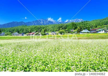 新行高原のそば畑 140034062