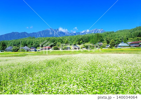 新行高原のそば畑 新行高原のそば畑 140034064