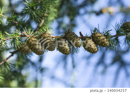 Green larch cones in the rays of the setting sun Green larch cones in the rays of the setting sun 140034257