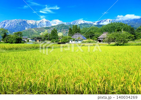 白馬村・実りの稲田と白馬三山 白馬村・実りの稲田と白馬三山 140034269