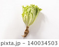 ［宮城県産］サラダレタス　リーフレタス 140034503