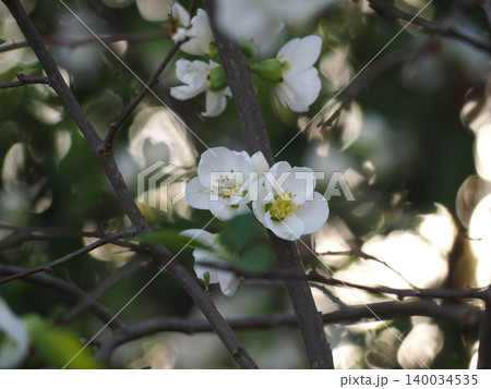 白いボケの花 140034535