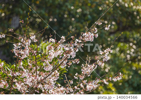 野山に咲く白色の桜の花のクローズアップ35 野山に咲く白色の桜の花のクローズアップ35 140034566