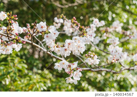 野山に咲く白色の桜の花のクローズアップ36 野山に咲く白色の桜の花のクローズアップ36 140034567