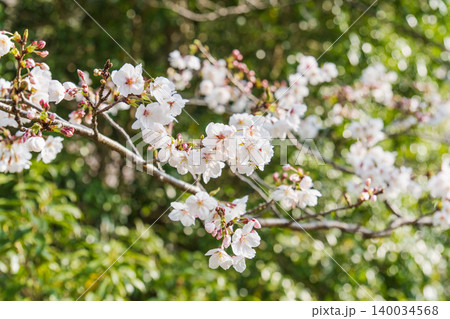 野山に咲く白色の桜の花のクローズアップ37 140034568