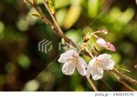 野山に咲く白色の桜の花のクローズアップ39 野山に咲く白色の桜の花のクローズアップ39 140034570