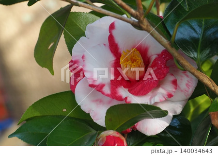 椿の花 椿の花 140034643