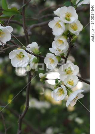 白いボケの花 140034646