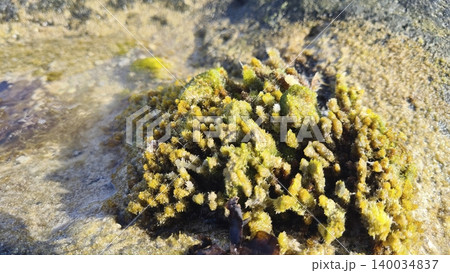 Green algae on a seaside rock support coastal life, oxygen, and natural balance 140034837