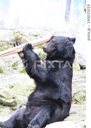 座った状態で棒で遊ぶツキノワグマのクラウド君 140035019