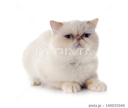 exotic shorthair cat exotic shorthair cat 140035040