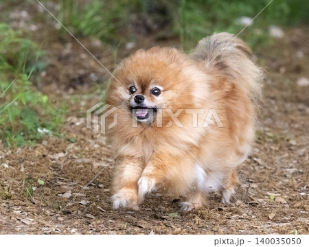 puppy pomeranian in nature puppy pomeranian in nature 140035050