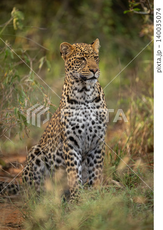 Male leopard cub sitting in thick bushes Male leopard cub sitting in thick bushes 140035074