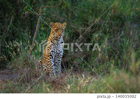 Male leopard cub with catchlight sitting staring Male leopard cub with catchlight sitting staring 140035082