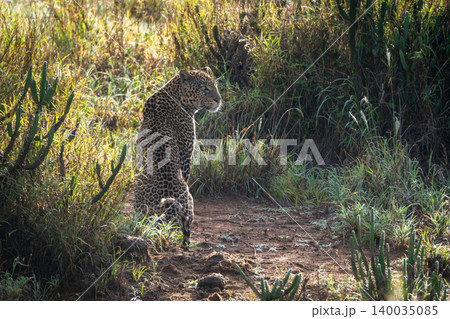 Male leopard sits between cacti turning head Male leopard sits between cacti turning head 140035085