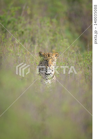 Male leopard sits in bushes watching camera 140035088