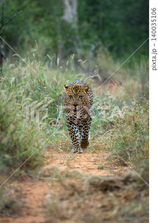 Male leopard walks toward camera in grass 140035106