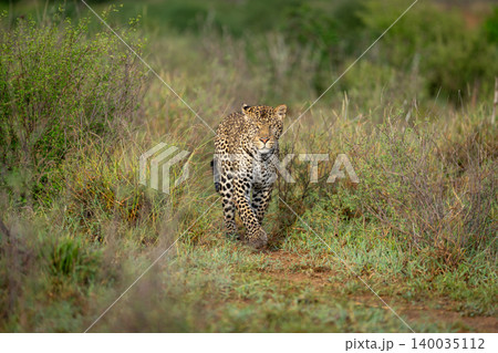 Male leopard walks towards photographer between bushes Male leopard walks towards photographer between bushes 140035112