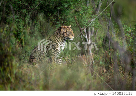 Male leopard with catchlight sits in bushes Male leopard with catchlight sits in bushes 140035113