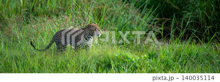 Panorama of male leopard walking beside river Panorama of male leopard walking beside river 140035114