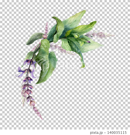 Sage wreath semi arch watercolor illustration template. Round medicinal salvia herb garland with copy space for organic pharmacy branding, natural cosmetics label design, wellness greeting card Sage wreath semi arch watercolor illustration template. Round medicinal salvia herb garland with copy space for organic pharmacy branding, natural cosmetics label design, wellness greeting card 140035115